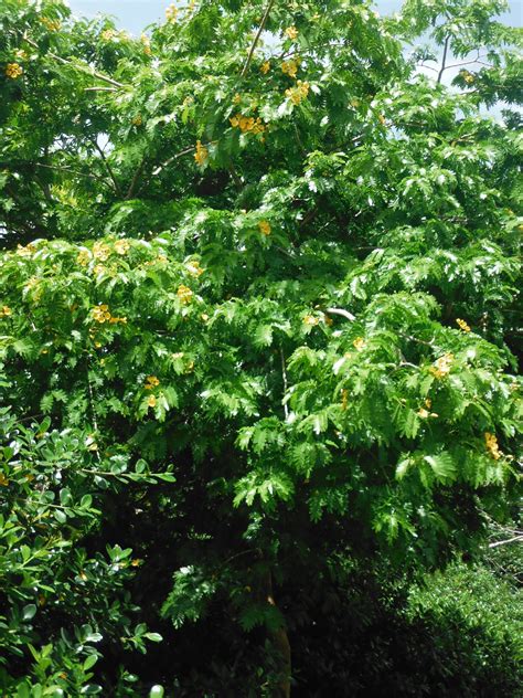 Verawood Bulnesia Arborea Richard Lyons Nursery Inc