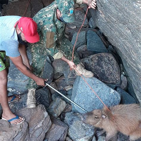 Guarda Municipal Ambiental De B Zios Resgata Capivara Em Gruta Na Praia