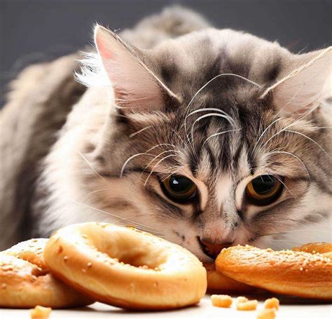 Can Cats Eat Everything Bagels Everything You Need To Know Petanew