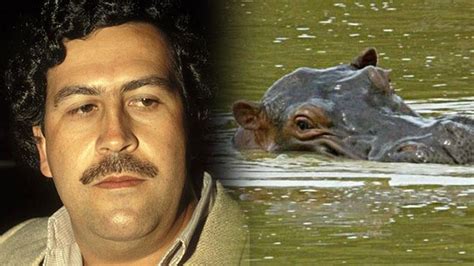 Los Hipopótamos De Pablo Escobar Están Dañando El Ecosistema De Colombia