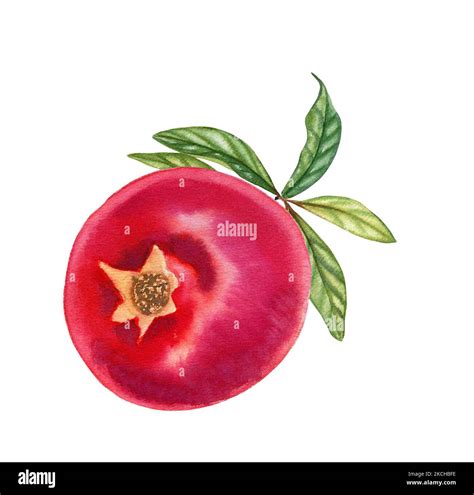 Watercolor Pomegranate Fruit Branch Hi Res Stock Photography And Images