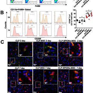 Protection Of SPION MSCs Against Sepsis Induced Liver Injury Is Related