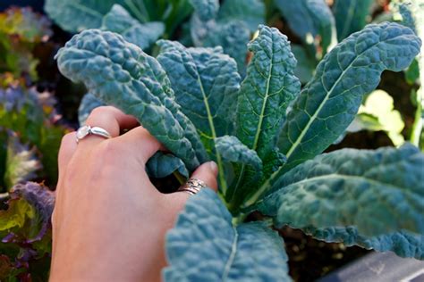 Your Guide To Growing Kale Indoors Harper S Nurseries