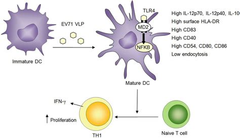 The Maturation And Activation Of Dcs Induced By Ev71 Vlps Required Tlr4