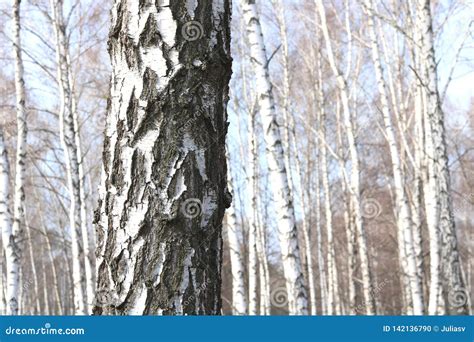 Vidoeiro Novo A Casca De Vidoeiro Preto E Branco Na Mola No Bosque