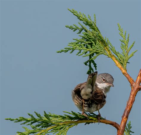 Grasmus Curruca Communis Common White Throat Greet Oudesluijs Flickr