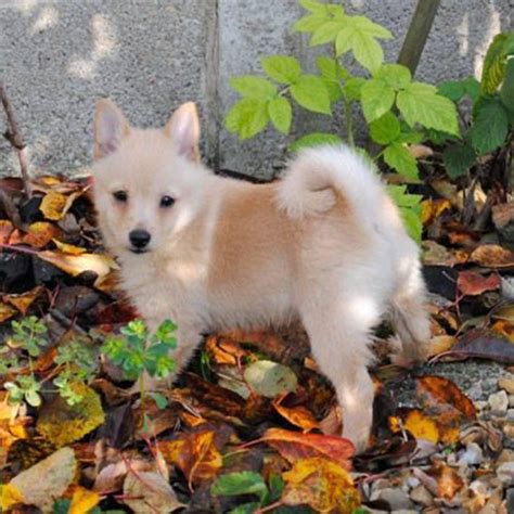 breeders directory  schipperke club