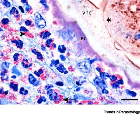 25 Years Of The Onchocerca Ochengi Model Trends In Parasitology