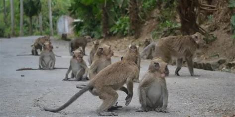 Cek Fakta Viral Video Monyet Serbu Rumah Warga Di Bandung Simak