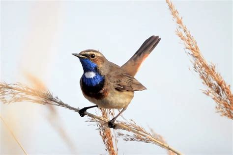 Vogels Alles Over Alle Soorten Vogels En Eenden Dierennieuwsnl