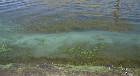 Cyanobacteria Algae