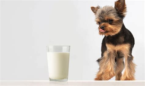 Are Milk Good For Dogs