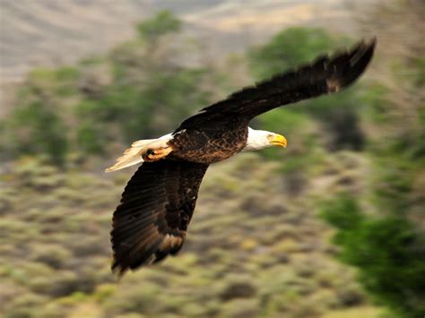 Free Images Tree Nature Wing Sky Flying Wildlife Wild Beak