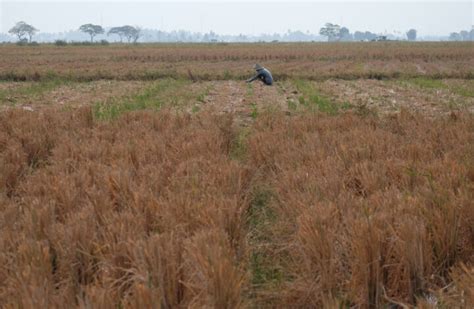 Saat El Nino Petani Menanam Semangka Di Sawah Yang Kekeringan