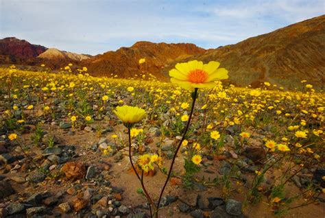 Death Valley Superbloom - Bindlestiff Tours