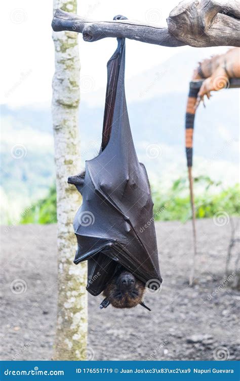 Bat Hanging from the Tree Branch, Indonesia Bat - Also Known As Great ...