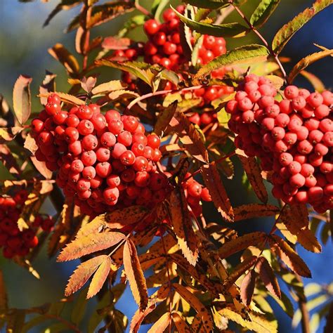 Sorbus Aucuparia Sheerwater Seedling Sorbier Des Oiseleurs Port