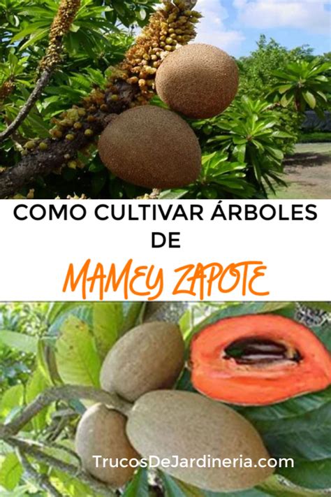 Cultiva Tu Propio Rbol De Mamey Gu A Completa Y Pr Ctica