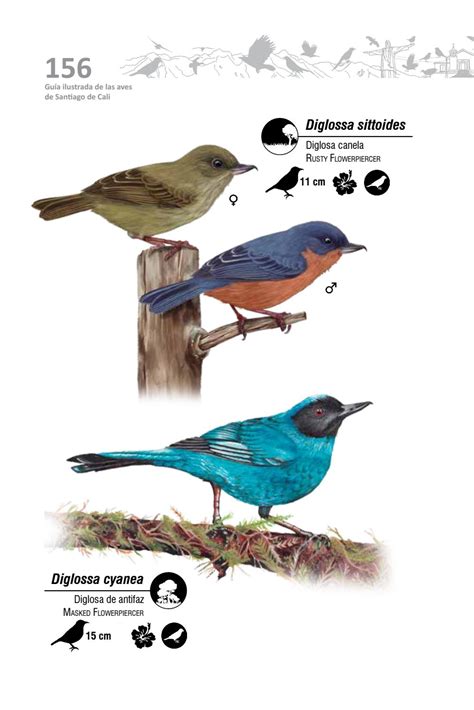 Gu A Ilustrada De Las Aves De Santiago De Cali By Naturaleza Creativa