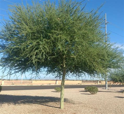 Gibson Getting To Know The Parkinsonia Palo Verde Trees Health And