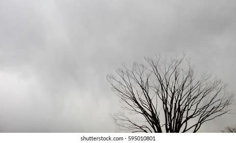 Naked Branches Tree Grey Sky Clouds Stock Photo Shutterstock