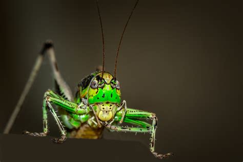 X Wallpaper Green Grasshopper Peakpx