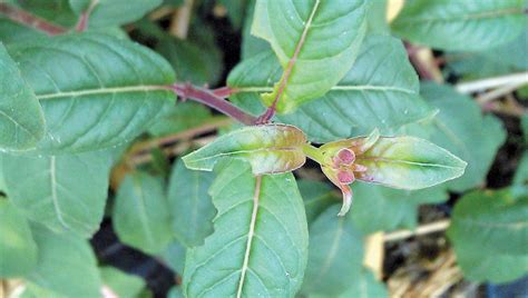 Vine Weevils Ways To Control These Pests After The Loss Of Active Ingredients Over Recent Years