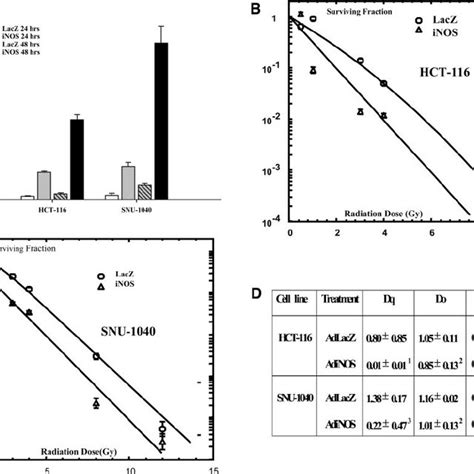 Overexpression Of Inducible Nitric Oxide Synthase Inos Enhances