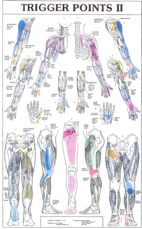 Trigger Point Pain Patterns Free Patterns Trigger Points Massage Therapy Trigger Point Therapy