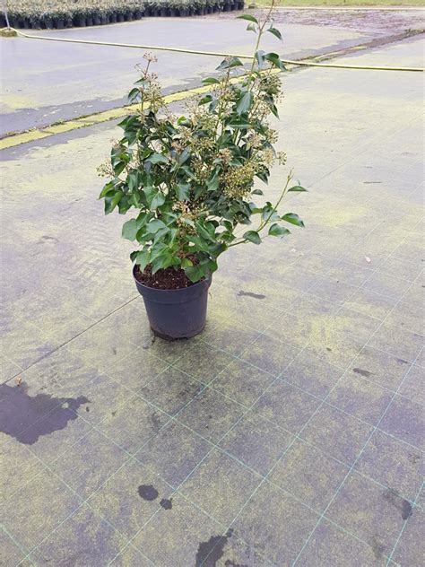 Hedera Helix Arborescens Container