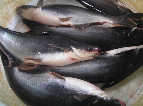 Gairah Budidaya Ikan Patin Dari Laut