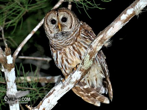 Barred Owl Biology