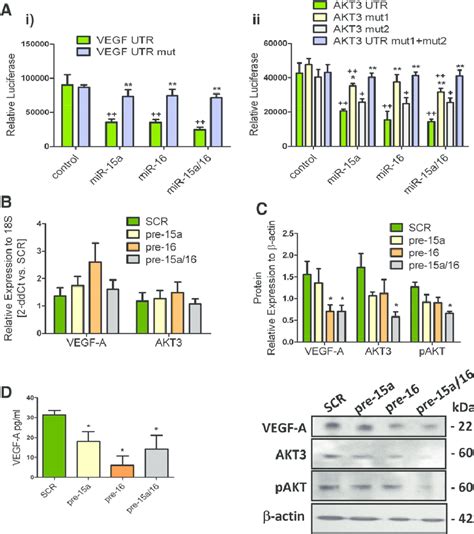 Microrna Mir A And Mir Directly Target Akt And Vascular