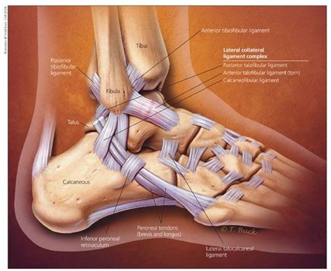 Diagrams Of Ankle Structures Foot Bones Ankle Anatomy Labele