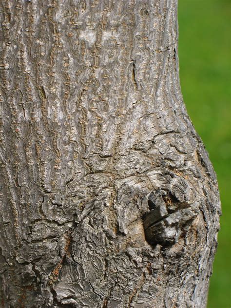 Tree Identification: Sapium sebiferum - Chinese Tallow Tree