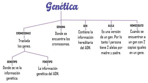 Observamos El Video Concepto B Sico De Gen Tica El Cual Permite Obtener