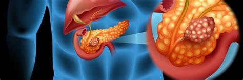 Pancreas Gland Function