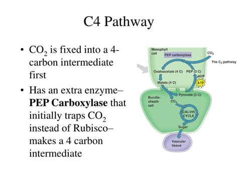 Ppt C4 Photosynthesis Powerpoint Presentation Id3107488