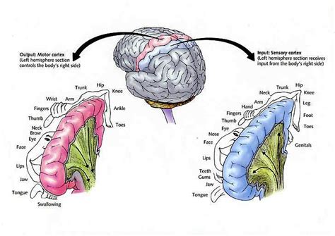 Limbic Signal Revisiting The Motor Cortex