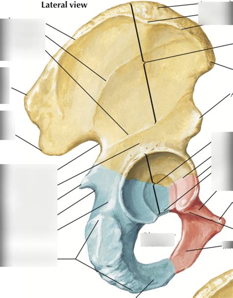 Osteology Of Hip Diagram Quizlet