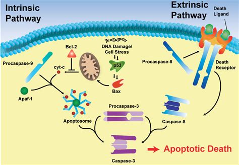 Procaspase Activation Hergenrother Lab