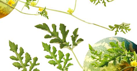 Koloquinte (Colocynthis) | Dr. Loges