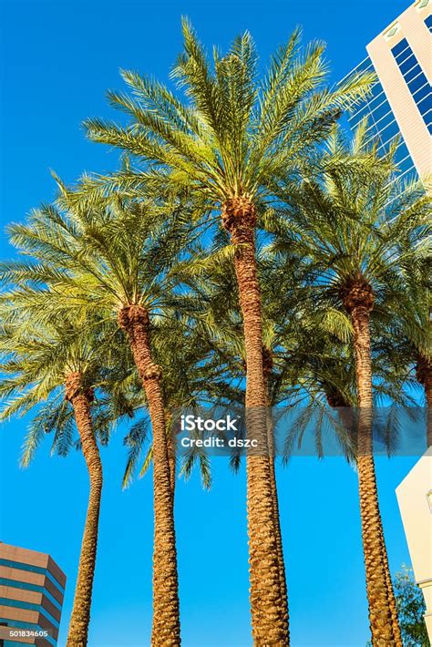 Phoenix Arizona Palm Trees Urban Cityscape Skyscrapers Against Blue Sky