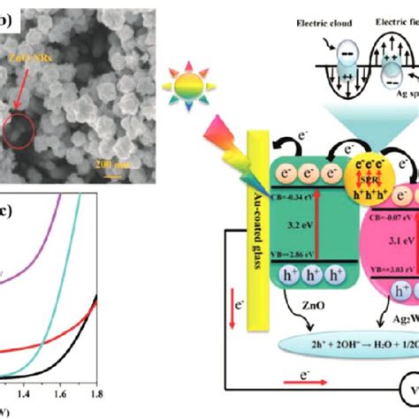 A And B FM SEM Images Of The ZnO NRs And The ZnO Ag Ag 2 WO 4