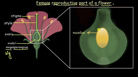 Reproductive Part Of A Flower Sexual Reproduction In Flowering Plants