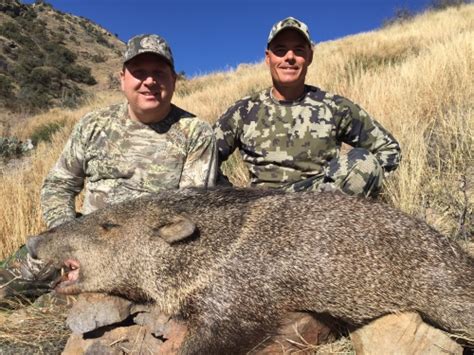 Arizona Guided Hunts Javelina Hunting Photos