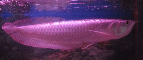 🥇 Last Guide to Platinum Arowana You’ll Ever Need 2025