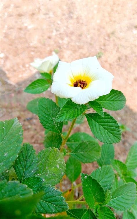 Beautiful Turnera Subulata Or White Buttercup Flower Plant Are Blooming