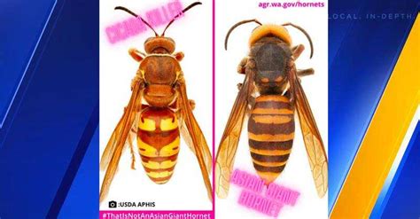 Cicada Killer Wasps Being Mistaken For Asian Giant Hornets Here’s How To Tell The Difference