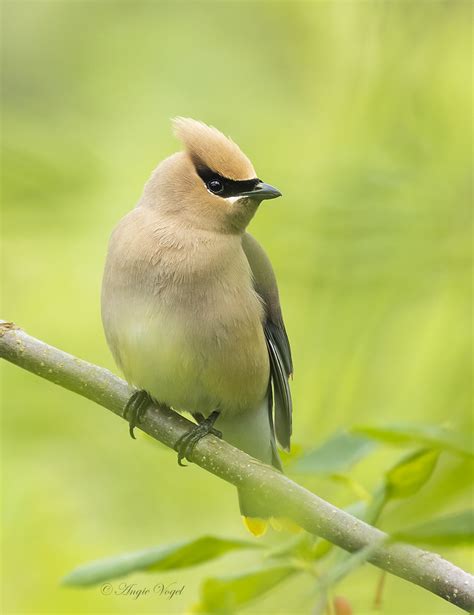 Cedar Waxwing At Ridgefield Nwr Angie Vogel Flickr